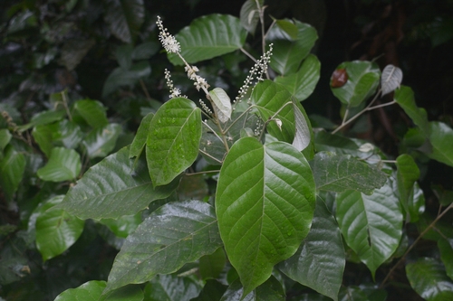 Croton sousae