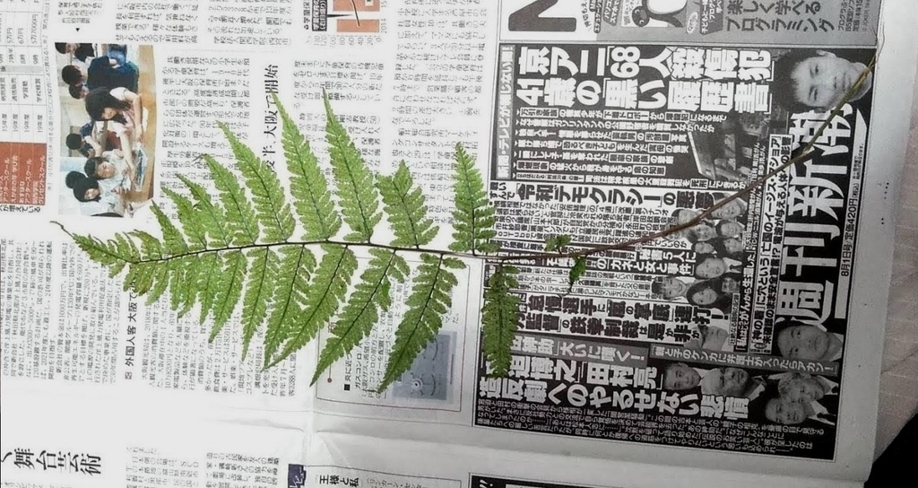 Athyrium distans (Athyrium distans)
