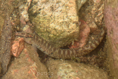 Cobitis laterimaculata · iNaturalist