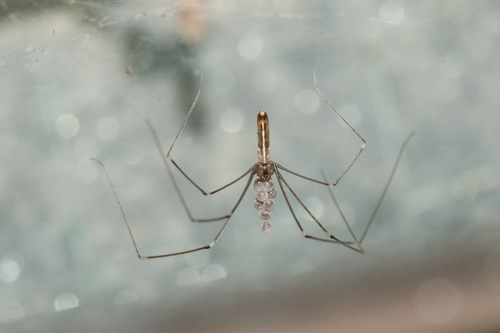 The Wildlife Information Centre - Daddy Long-legs Spider - Pholcus