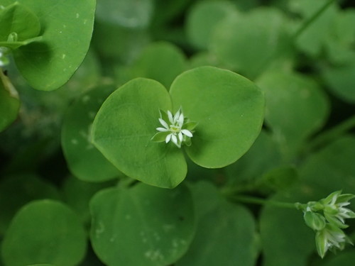 Drymaria cordata