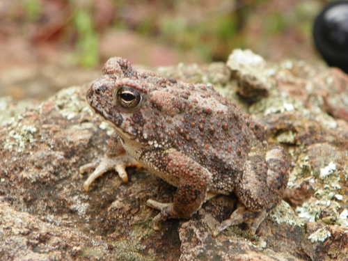 Southwestern Toad