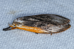 Image of Timocratica leucocapna