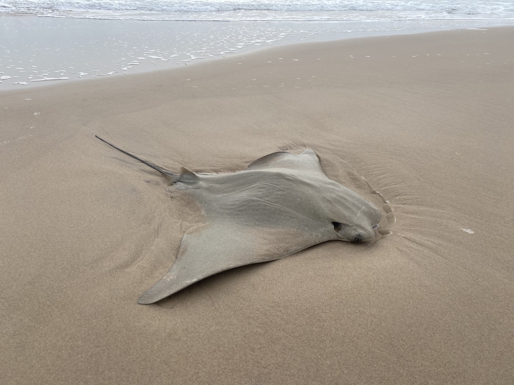 Cownose Ray in April 2022 by Samantha Berman · iNaturalist