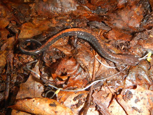 Shenandoah Mountain Salamander