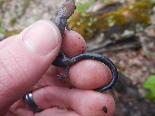 Shenandoah Mountain Salamander