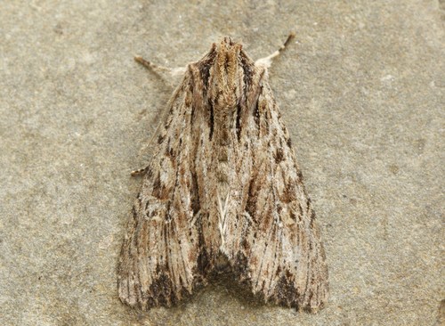 Common Apamea Moth