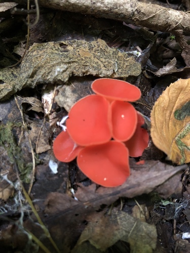 stalked scarlet cup