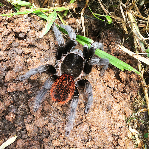 Guatemalan Red-rump Tarantula