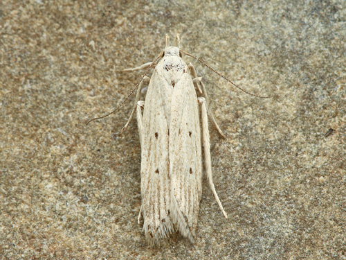 Helcystogramma fernaldella (Busck, 1903)
