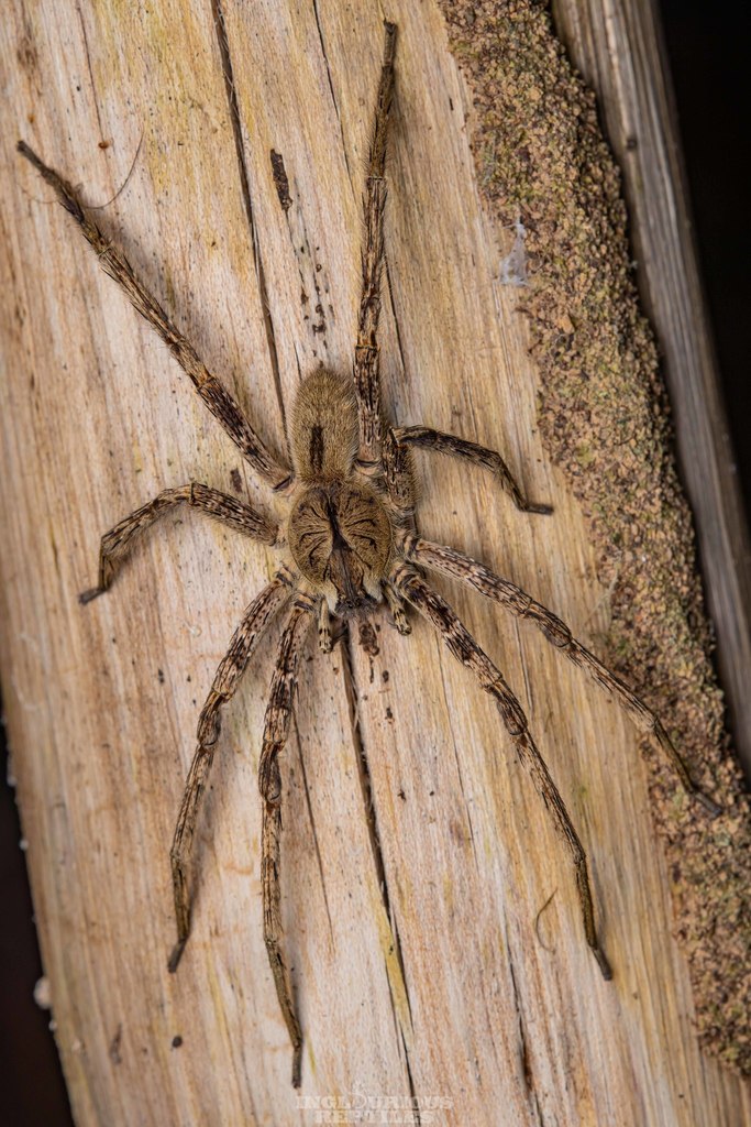 Phoneutria boliviensis in March 2022 by Artur Tomaszek · iNaturalist