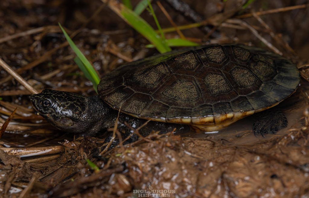 Gibba (Toadhead) Turtle in March 2022 by Artur Tomaszek · iNaturalist