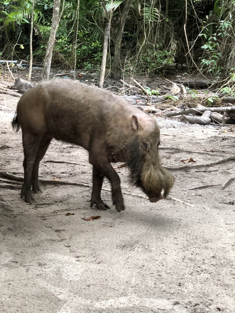 Western Bearded Pig on May 30, 2018 at 02:01 PM by Len Dean · iNaturalist