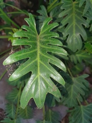 Thaumatophyllum xanadu image