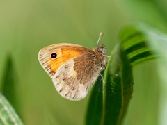 Small Heath - Photo (c) ruimvs, all rights reserved, uploaded by ruimvs