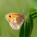 Small Heath - Photo (c) ruimvs, all rights reserved, uploaded by ruimvs