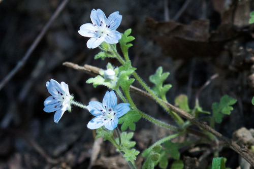 Nemophila menziesii var. integrifolia