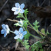 Nemophila menziesii integrifolia - Photo (c) BJ Stacey, all rights reserved