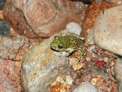 Tarahumara Barking Frog