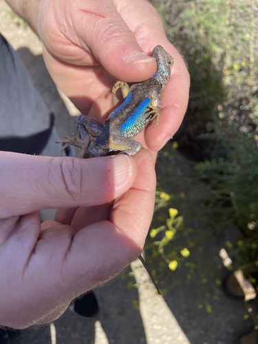 iNaturalist observation photo of Western Fence Lizard