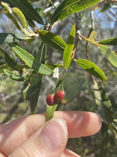 iNaturalist observation photo of Euura