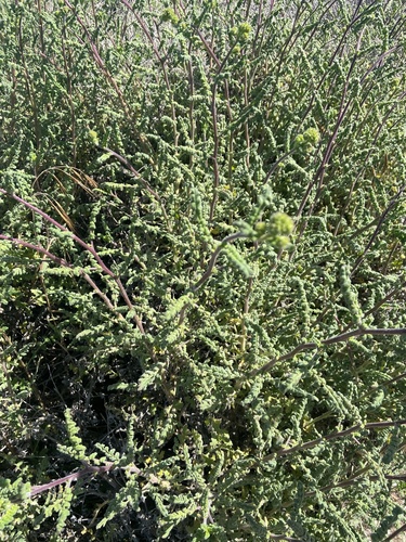 iNaturalist observation photo of Dicots