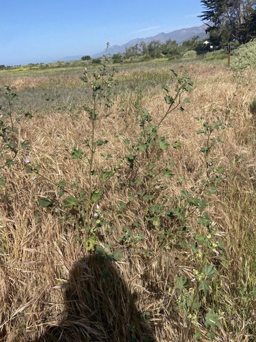 iNaturalist observation photo of Mallows