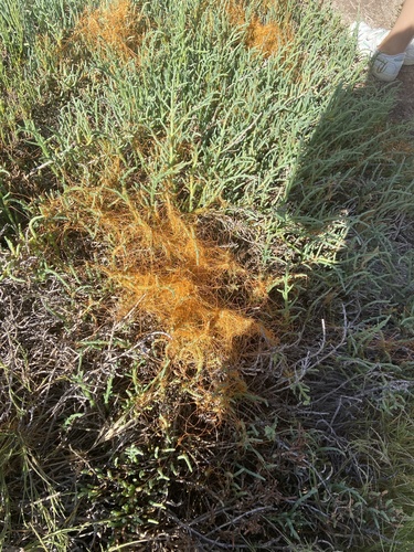 iNaturalist observation photo of Pacific goldenthread