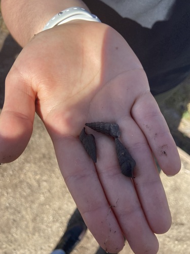 iNaturalist observation photo of California Horn Snail