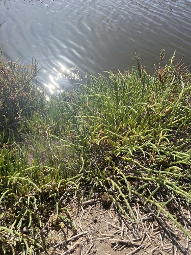 iNaturalist observation photo of Pacific Glasswort