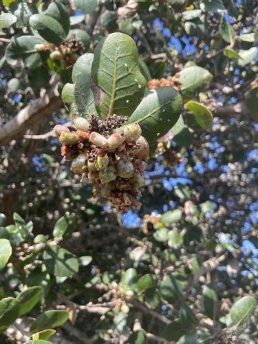 iNaturalist observation photo of lemonade berry