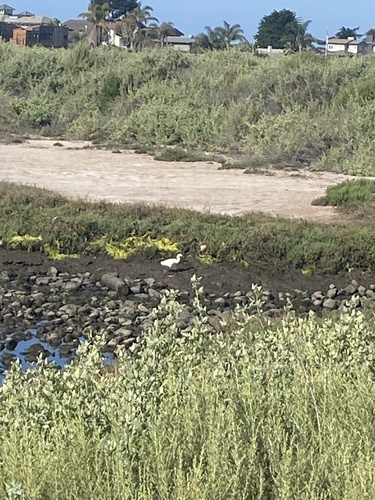 iNaturalist observation photo of Snowy Egret