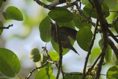 Chiroxiphia lanceolata image