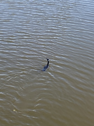 iNaturalist observation photo of Double-crested Cormorant