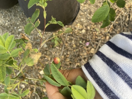 iNaturalist observation photo of Spiny Leaf Gall Wasp