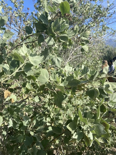 iNaturalist observation photo of Ojai bushmallow