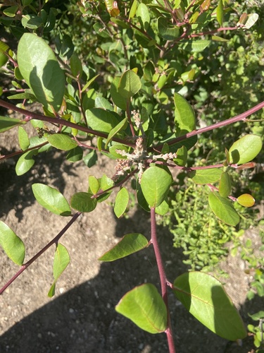 iNaturalist observation photo of lemonade berry