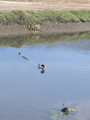 iNaturalist observation photo of American Coot