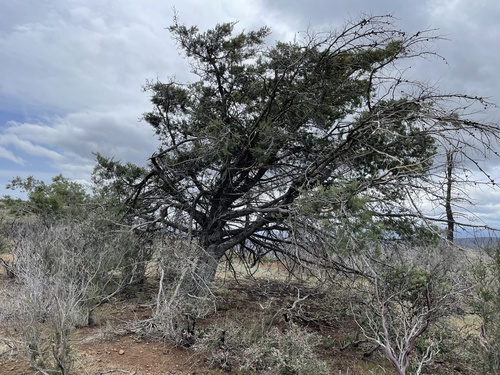 McNab cypress
