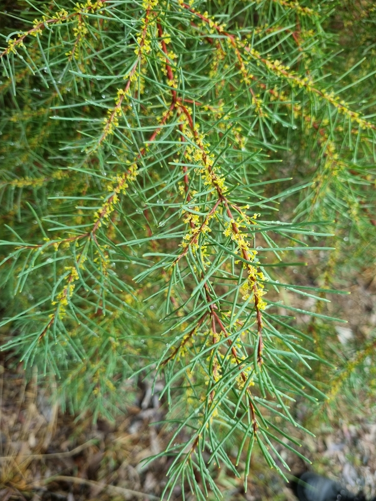 Yellow Hakea from Cranbourne South VIC 3977, Australia on April 19 ...