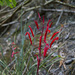 Pitcairnia flammea macropoda - Photo (c) Gabriel Bonfa, כל הזכויות שמורות, הועלה על ידי Gabriel Bonfa