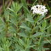 Pimelea linifolia - Photo (c) Alistair Smith, כל הזכויות שמורות, הועלה על ידי Alistair Smith
