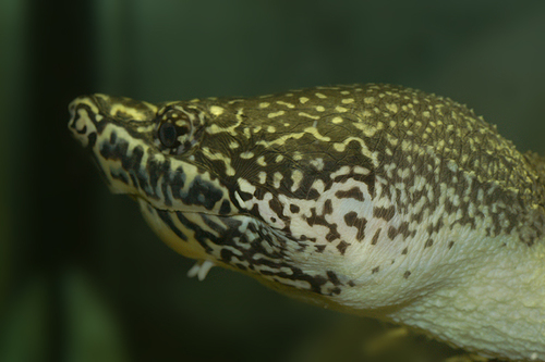 Mexican Giant Musk Turtle