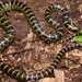 Big-tooth Snake - Photo (c) Fan Gao, all rights reserved, uploaded by Fan Gao