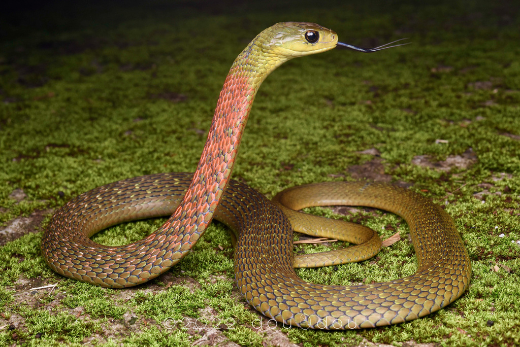 Heller's Red-necked Keelback (Rhabdophis helleri)