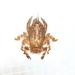 Blepharipoda liberata - Photo (c) 鼈甲蝸牛, όλα τα δικαιώματα διατηρούνται, uploaded by 鼈甲蝸牛