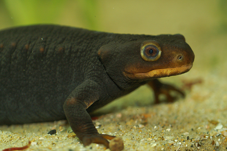 Photos of Myanmar Warty Newt (Tylototriton shanorum) · iNaturalist