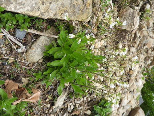 Arabis serrata