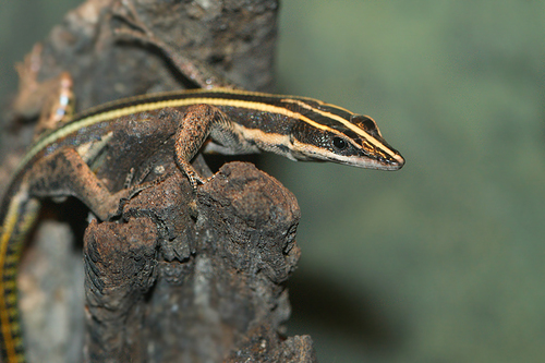 Sawtail lizard