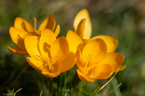 Crocus olivieri